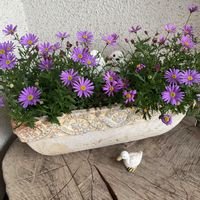 ブラキカム,レモンタイム,コモンタイム,ブラキカム ブラスコ,ブラキカム ブラスコバイオレットの画像