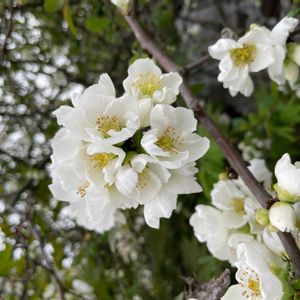 ボケ,ボケ,ご近所,庭園の画像