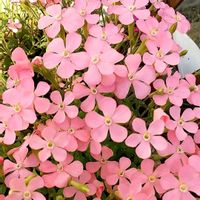 シレネピンクパンサー,シレネライトピンクパンサー,お花,ピンクの花の画像