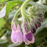 ヒレハリソウ,散歩,ムラサキ科,帰化植物,緑地公園の画像