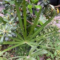 カンノンチクの画像