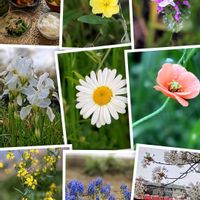 サクラ,ナガミヒナゲシ,ムスカリ,菜の花,思い出の画像