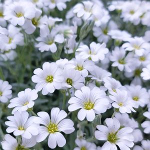 リーフ好き☘.۰•゜,地植え,かわいいな♡,大好きなお花,ひとめぼれ♡の画像