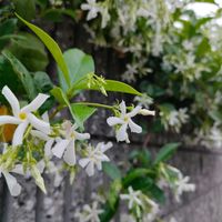 テイカカズラの画像