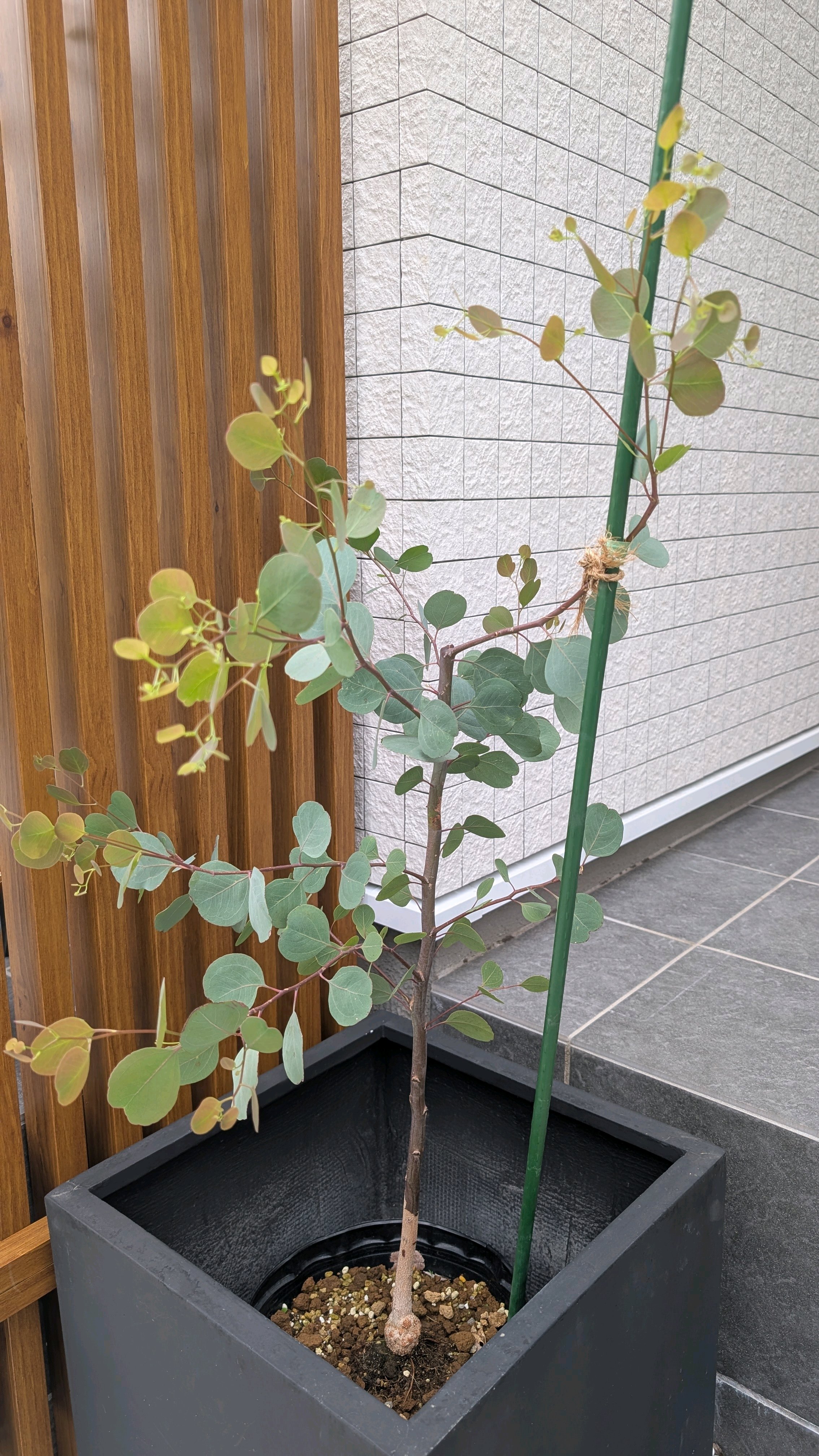 ユーカリ ポポラス｜🍀GreenSnap（グリーンスナップ）