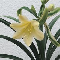 クンシランの画像