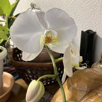 アイビー,胡蝶蘭,胡蝶蘭,ペチュニアテヌート,ペチュニアテヌートの画像