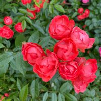 バラ,つるバラ　珠玉,珠玉,地植え,花壇の画像