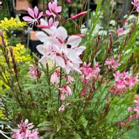 ガウラ,地植え,可愛らしい,花のある暮らし,華やかの画像