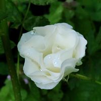 鉢植え,地植え,我が家の庭,かわいい花,バラの季節の画像