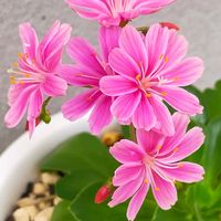 レウィシア,花のある暮らし,GSに感謝。,花は癒やし♡,平和を願う☆の画像