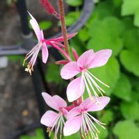 オルレア・ホワイトレース,ガウラ(白蝶草),地植え,我が家の庭,かわいい花の画像
