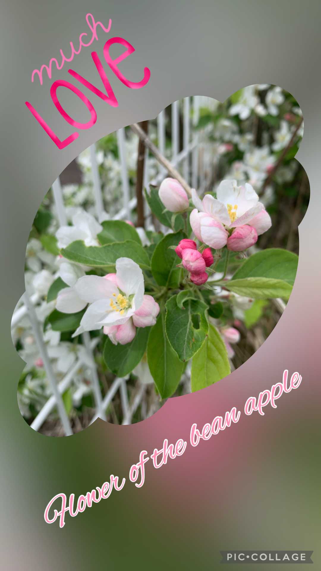 ピンクの蕾の一覧｜🍀GreenSnap（グリーンスナップ）