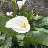 カラー(湿地性),地植え,ガーデニングの画像