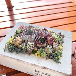 多肉寄せ植え,木箱,多肉植物のある暮らし,GSのみなさんに感謝♡,多肉女子の画像