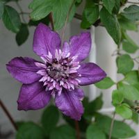 クレマチス,カシス,クレマチス カシス,狭小庭,フロリダ系クレマチスの画像