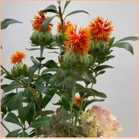 ベニバナ,ベニバナ,切り花,キク科,オレンジ色の花の画像