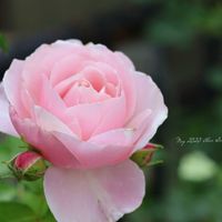 バラ・ビエドゥ,地植え,ピンクの花,花のある暮らし,緑のある暮らしの画像