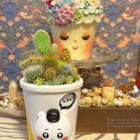 木の実,多肉寄せ植え,ネコ好き,サボテン科,いつもありがとう♡の画像