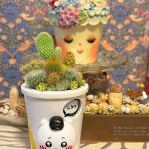 木の実,多肉寄せ植え,ネコ好き,サボテン科,いつもありがとう♡の画像