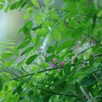 コマツナギ,コマツナギ,コマツナギ蕾,コマツナギ蒴果,道端の植物の画像
