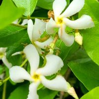 テイカカズラ,つる性植物,常緑低木,いつもの散歩道,可愛い白い花の画像