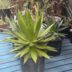 ホリダ,多肉植物,ジャンク,ジャンクガーデン,ジャンク雑貨の画像
