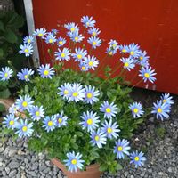 ブルーデージー,オステオスペルマム　ラブポーション,花のある暮らし,見切り品,おうち園芸の画像