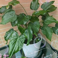 クワズイモ,観葉植物,わが家の観葉植物❢,多様性を愛する会の画像