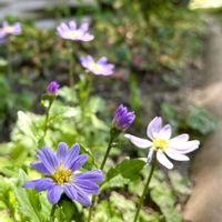 シラン,ミヤコワスレ,ありがとう♡,お出かけ先で,お花大好きの画像