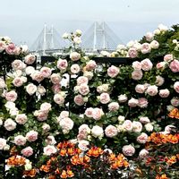 アルストロメリア,咲いてくれてありがとう❤,アメリカ山公園,ばら バラ 薔薇,横浜ベイブリッジの画像