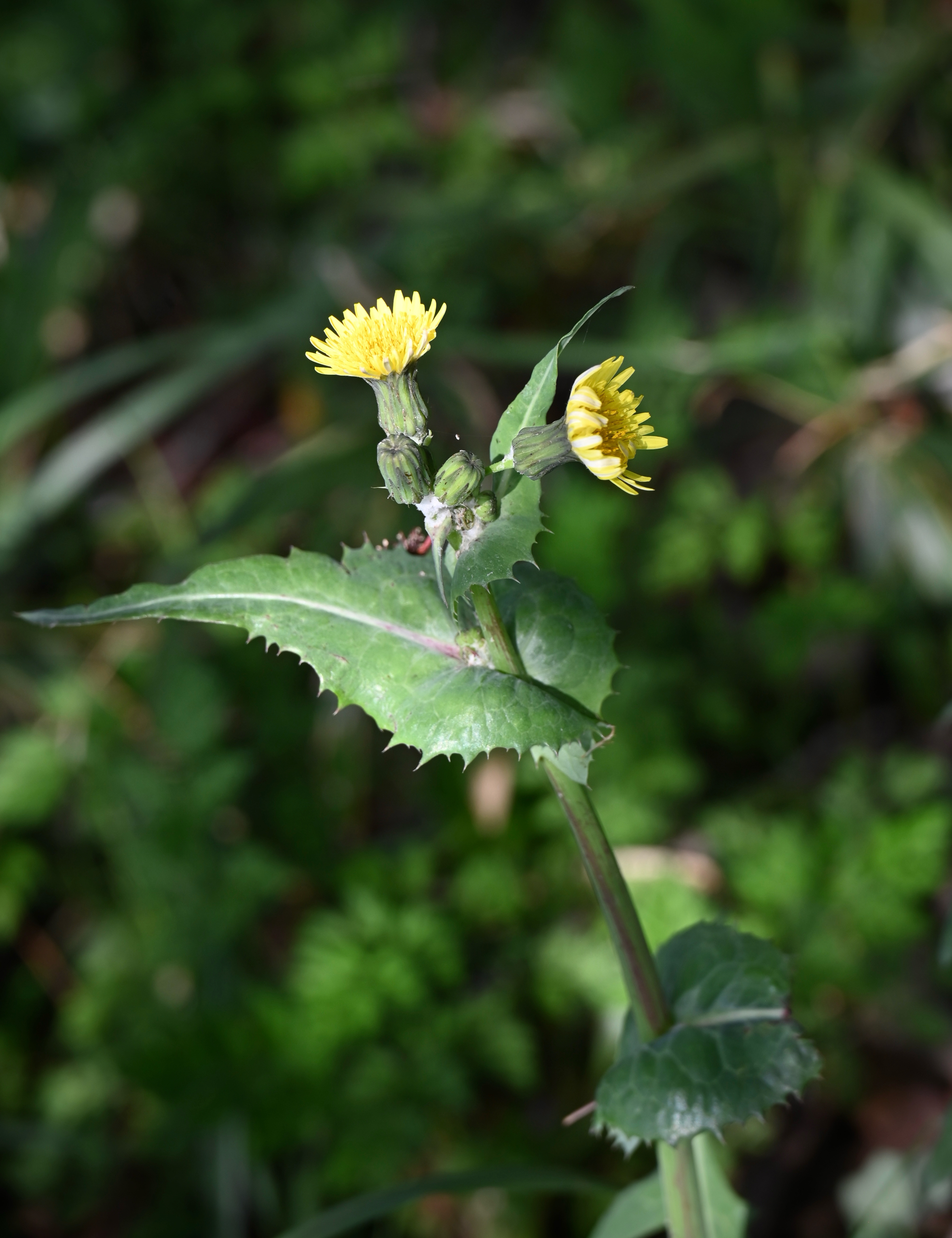 katieページ　「野に咲く草花」 春の野の花たち｜🍀GreenSnap（グリーンスナップ）