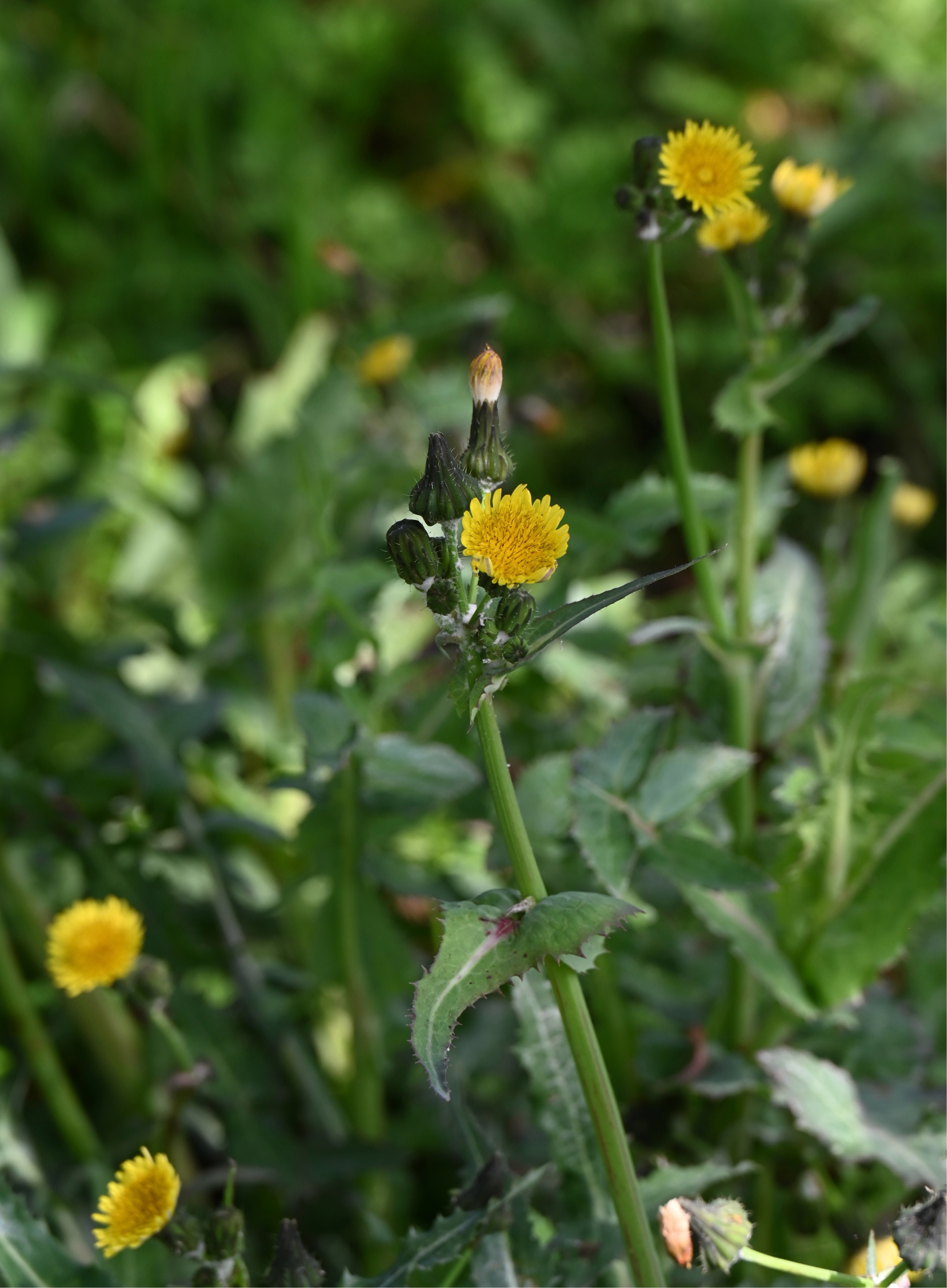 katieページ　「野に咲く草花」 春の野の花たち｜🍀GreenSnap（グリーンスナップ）
