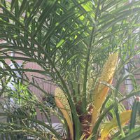 フェニックスロベレニー,観葉植物,ガーデニング,お花,ロックガーデンの画像