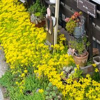 多肉植物,セダム属,多肉寄せ植え,多肉の花,いつもありがとう♡の画像