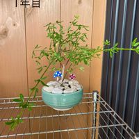 フジ,黄梅,くぬぎ？の画像