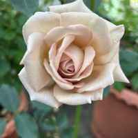 薔薇,バラ　ダイヤモンドグレー,お花,愛媛県,庭の画像