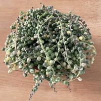 斑入りグリーンネックレス,観葉植物,吊り下げ,インドアグリーン,斑入り。の画像