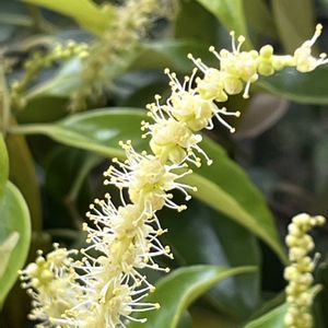 ヘビイチゴ,スダジイ,ヤマザクラ,京都府立植物園の画像