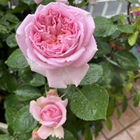 バラ　メアリーレノックス,鉢植え,ロサオリの薔薇,玄関アプローチの画像