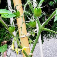 レタス,スイートバジル,ミニトマト（アイコ）,中玉トマト　フルティカ,フルティカの画像