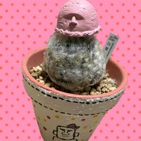 綿毛,白星,ドライフラワー,どんぐりトトロ♡,繋がりに感謝♡の画像