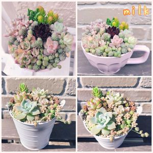 グリーンネックレス,グリーンネックレス,姫秋麗,ホワイトストーンクロプ,カメレオンの画像