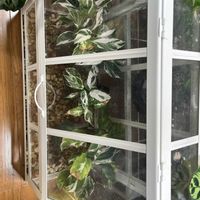 カラテア,カラテア ホワイトフュージョン,カラテア ホワイトフュージョン,カラテア ホワイトフュージョン,カラテア ホワイトフュージョンの画像