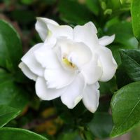 クチナシ,梔子,鉢植え,ガーデニングの画像