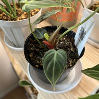 フィロデンドロン,かわいい,観葉植物,新芽,癒しの画像