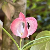 ハナミズキ,あやめ,ワナボウシ,金沢市,お出かけ先の画像