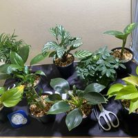 観葉植物,鉢植え,窓際,観葉植物のある暮らし,みどりがある暮らしの画像