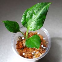 アグラオネマ,DRYピクタム,アグラオネマ 法皇緑,観葉植物,アグラオネマ属の画像