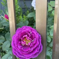 アンジェラ,バラ ミステリューズ,マルコポーロ,鉢植え,備忘録の画像
